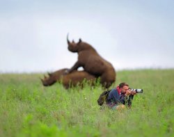 Rhinoceros and photographer Meme Template