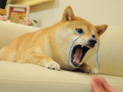 Crying doge Meme Template