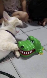 Cat and Alligator Meme Template