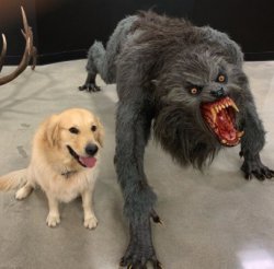 Dog vs. Warewolf Meme Template