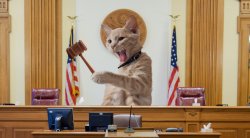 Judge Kitty Meme Template