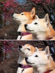 Bad joke shiba Meme Template