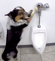 Dog Flush Meme Template