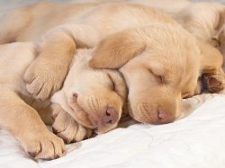 cute puppies resting Meme Template