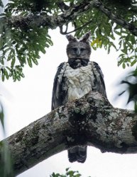 harpy eagle Meme Template