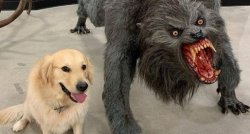 dog next to werewolf Meme Template