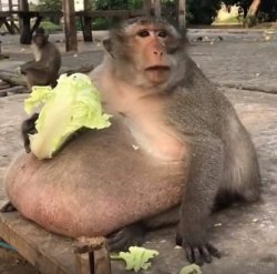 obese monkey Meme Template