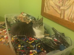 Cat in LEGO bin Meme Template