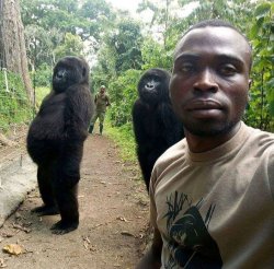 Posing Gorillas Meme Template