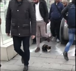 Cat in the way Meme Template