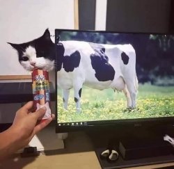 cowcat Meme Template