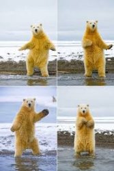 Dancing Polar Bear Meme Template