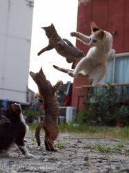 Karate cats Meme Template