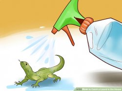 Wet lizard Meme Template