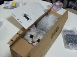 Box of Cat Meme Template