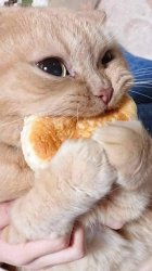 Cat eating bread Meme Template