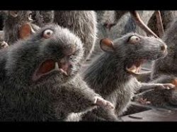 Rats Panic Meme Template