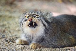 Snarly Face Manul Pallas Cat Meme Template