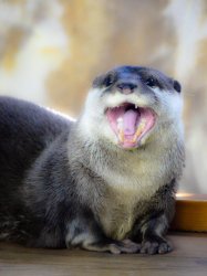 Happy otter Meme Template