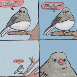 cry bird Meme Template
