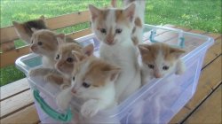 Kittens in plastic tub Meme Template