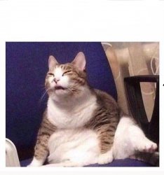 Confused fat cat Meme Template