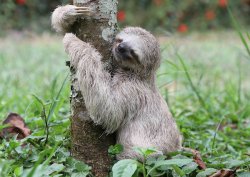 Sloth Taking a Dump Meme Template