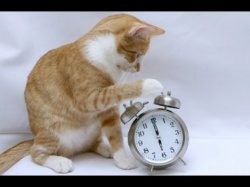 cat with clock Meme Template