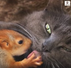 Cat and Squirrel Meme Template