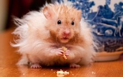 Fluffy Hamster Meme Template