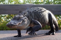 Alligator walking Meme Template