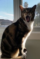 Chemicals stink and so does my vet! Meme Template