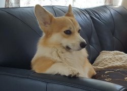 Brynlee, the disappointed corgi Meme Template