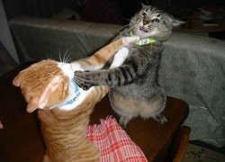 Two cats fighting for real Meme Template