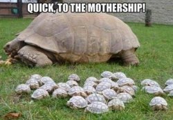 Turtle Memez Meme Template