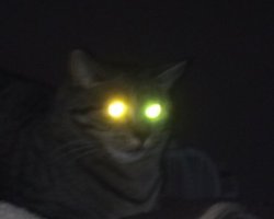 Demonic Beast Cat Meme Template