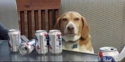 Beer Dog Meme Template