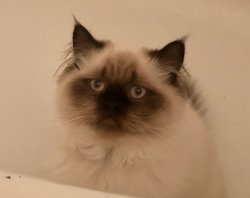 Tandy Hamm Meme Template