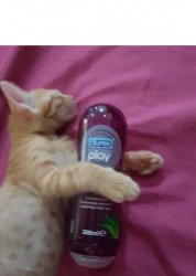 Cat playing with durex Meme Template