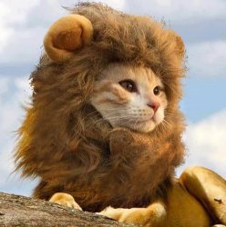 Lion Cat Meme Template