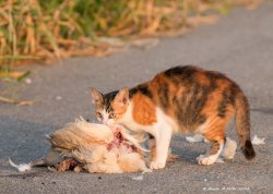 Cat eating chicken Meme Template