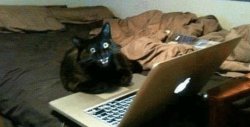 cat scream at laptop Meme Template