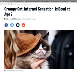 Grumpy Cat Dead Meme Template