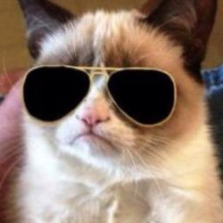 Grumpy Cat Incognito Meme Template