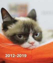 RIP Grumpy Cat Meme Template