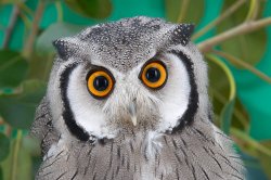 owl is confused Meme Template