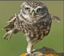 owl Meme Template