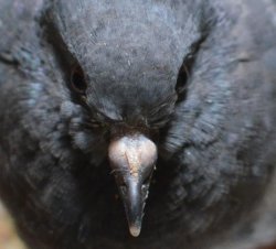 I showed you my beak answer me Meme Template