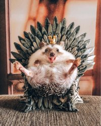 game of thrones hedgehog Meme Template