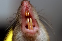 Rat teeth Meme Template